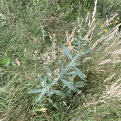 Senecio gunnii at Cotter River, ACT - 26 Feb 2023 10:48 AM