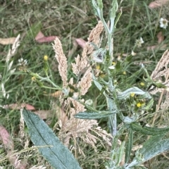 Senecio gunnii at Cotter River, ACT - 26 Feb 2023 10:48 AM