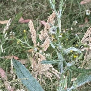 Senecio gunnii at Cotter River, ACT - 26 Feb 2023