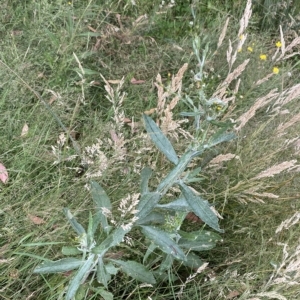 Senecio gunnii at Cotter River, ACT - 26 Feb 2023 10:48 AM