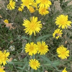 Picris angustifolia subsp. merxmuelleri at Cotter River, ACT - 26 Feb 2023 by Tapirlord