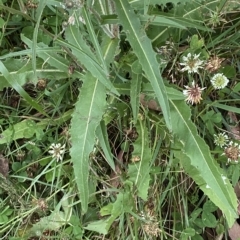 Picris angustifolia subsp. merxmuelleri at Cotter River, ACT - 26 Feb 2023