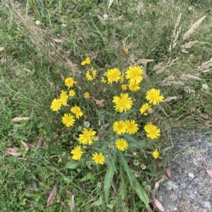 Picris angustifolia subsp. merxmuelleri at Cotter River, ACT - 26 Feb 2023 10:48 AM