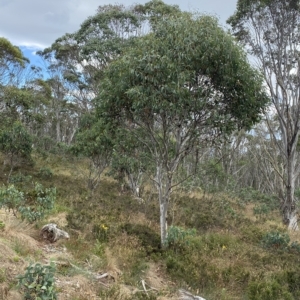 Eucalyptus pauciflora subsp. pauciflora at Cotter River, ACT - 26 Feb 2023