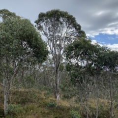 Eucalyptus pauciflora subsp. pauciflora at Cotter River, ACT - 26 Feb 2023
