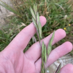 Bromus catharticus (Prairie Grass) at Cotter River, ACT - 26 Feb 2023 by Tapirlord