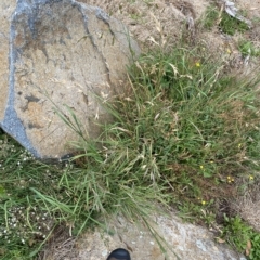 Bromus catharticus at Cotter River, ACT - 26 Feb 2023