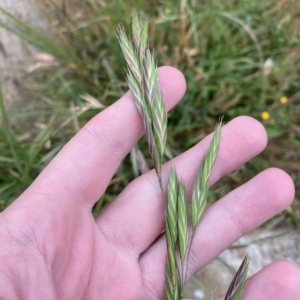 Bromus catharticus at Cotter River, ACT - 26 Feb 2023