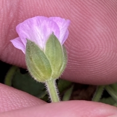 Geranium solanderi var. solanderi (Native Geranium) at Cotter River, ACT - 26 Feb 2023 by Tapirlord