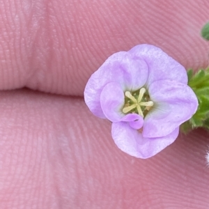 Geranium solanderi var. solanderi at Cotter River, ACT - 26 Feb 2023 10:41 AM