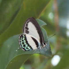 Nacaduba cyanea (Tailed Green–banded Blue) at Fitzroy Island, QLD - 30 Mar 2023 by MatthewFrawley