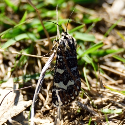 Apina callisto (Pasture Day Moth) at Molonglo Valley, ACT - 5 Apr 2023 by Thurstan