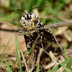 Apina callisto at Molonglo Valley, ACT - 5 Apr 2023