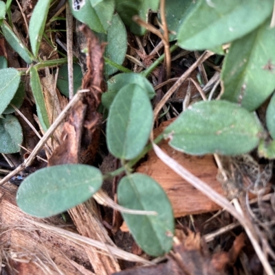 Glycine tabacina (Variable Glycine) at Hackett, ACT - 4 Apr 2023 by waltraud