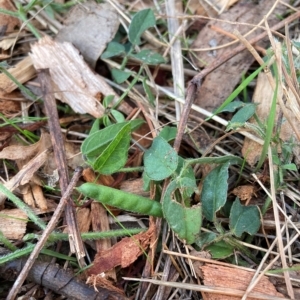 Glycine tabacina at Hackett, ACT - 4 Apr 2023 05:37 PM