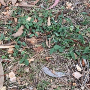 Glycine tabacina at Hackett, ACT - 4 Apr 2023 05:37 PM