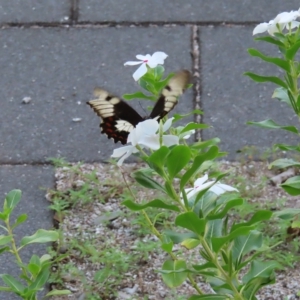 Papilio aegeus at Fitzroy Island, QLD - 31 Mar 2023