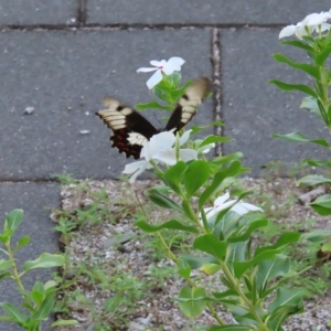 Papilio aegeus at Fitzroy Island, QLD - 31 Mar 2023 09:35 AM