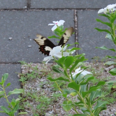 Papilio aegeus (Orchard Swallowtail, Large Citrus Butterfly) at Fitzroy Island, QLD - 31 Mar 2023 by MatthewFrawley