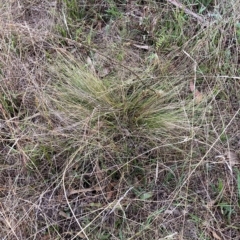 Nassella trichotoma (Serrated Tussock) at The Fair, Watson - 3 Apr 2023 by waltraud