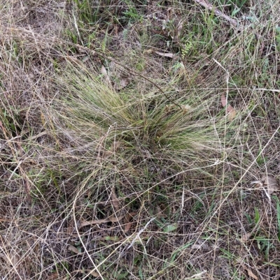 Nassella trichotoma (Serrated Tussock) at Watson, ACT - 3 Apr 2023 by waltraud