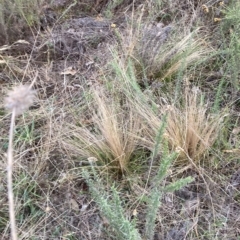 Nassella trichotoma at Watson, ACT - 3 Apr 2023