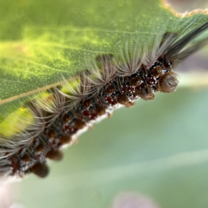 Euproctis (genus) at Canberra, ACT - 5 Apr 2023