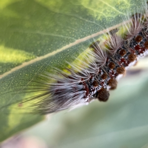 Euproctis (genus) at Canberra, ACT - 5 Apr 2023