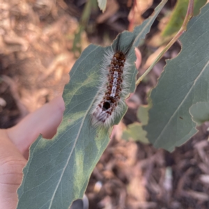 Euproctis (genus) at Canberra, ACT - 5 Apr 2023