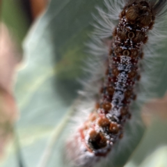 Euproctis (genus) at Canberra, ACT - 5 Apr 2023