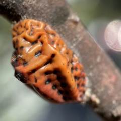 Icerya acaciae (Acacia mealy bug) at Canberra, ACT - 5 Apr 2023 by Hejor1