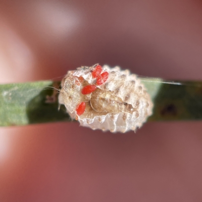 Coccinellidae (family) (Unidentified lady beetle) at City Renewal Authority Area - 5 Apr 2023 by Hejor1