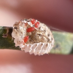 Coccinellidae (family) at City Renewal Authority Area - 5 Apr 2023