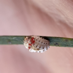 Coccinellidae (family) at City Renewal Authority Area - 5 Apr 2023