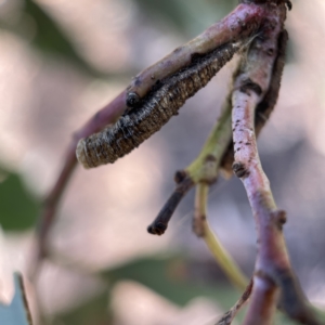 Aphrophorinae (subfamily) at Canberra, ACT - 5 Apr 2023