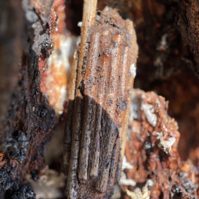 Clania ignobilis (Faggot Case Moth) at Canberra, ACT - 5 Apr 2023 by Hejor1