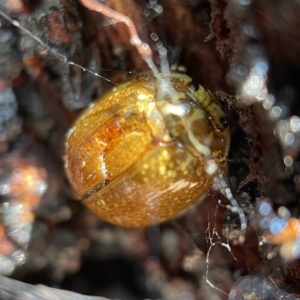 Paropsisterna cloelia at Canberra, ACT - 5 Apr 2023