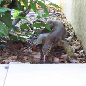 Varanus sp. (genus) at Fitzroy Island, QLD - suppressed