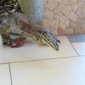 Varanus sp. (genus) at Fitzroy Island, QLD - suppressed