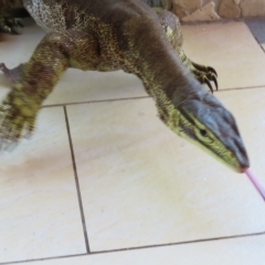 Varanus sp. (genus) at Fitzroy Island, QLD - suppressed