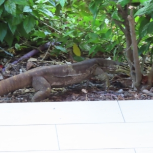 Varanus sp. (genus) at Fitzroy Island, QLD - suppressed