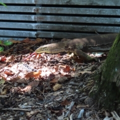 Varanus sp. (genus) at Fitzroy Island, QLD - suppressed