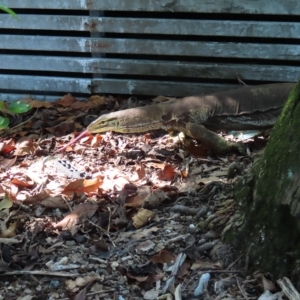 Varanus sp. (genus) at Fitzroy Island, QLD - suppressed