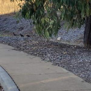 Acridotheres tristis at Watson, ACT - 17 Mar 2023 06:39 PM