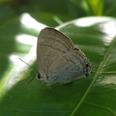 Hypolycaena phorbas (Common Tit) at Fitzroy Island, QLD - 31 Mar 2023 by MatthewFrawley