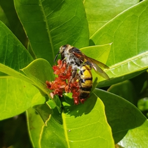 Radumeris tasmaniensis at Fitzroy Island, QLD - 31 Mar 2023 02:12 PM