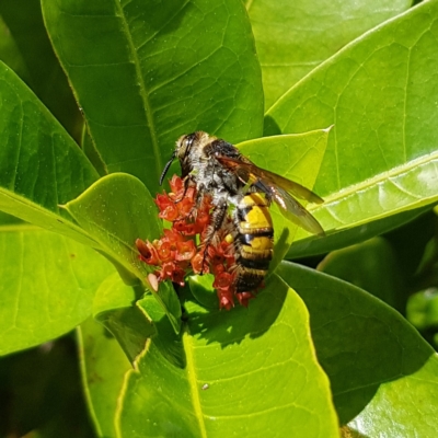 Radumeris tasmaniensis (Yellow Hairy Flower Wasp) at Fitzroy Island, QLD - 31 Mar 2023 by MatthewFrawley