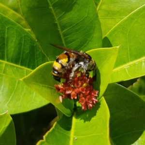 Radumeris tasmaniensis at Fitzroy Island, QLD - 31 Mar 2023 02:12 PM