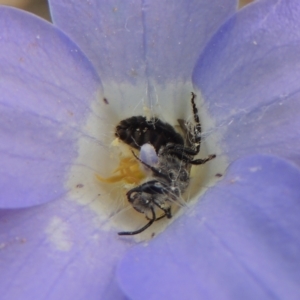 Lasioglossum (Chilalictus) sp. (genus & subgenus) at Aranda, ACT - 30 Oct 2022 02:50 PM