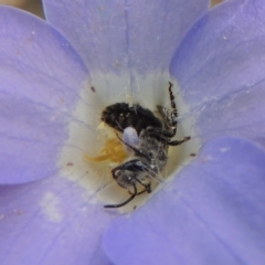 Lasioglossum (Chilalictus) sp. (genus & subgenus) (Halictid bee) at Aranda, ACT - 30 Oct 2022 by michaelb
